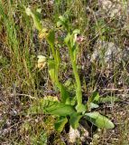 Ophrys flavomarginata