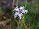 Dianthus borussicus. Цветок. Ленинградская обл., Лужский р-н, окр. оз. Лебевое, сосновый бор. 17.08.2019.