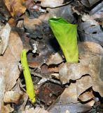 Arum elongatum