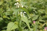 Lamium album