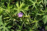 Geranium collinum