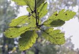 Sorbus hybrida. Верхушка веточки (видна абаксиальная поверхность листьев). Москва, ГБС РАН, дендрарий. 30.08.2021.