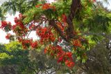 Delonix regia