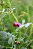 Vicia sativa. Цветки и части листьев. Санкт-Петербург, Пушкинский р-н, пос. Шушары, поле за Павловским парком. 27.09.2022.