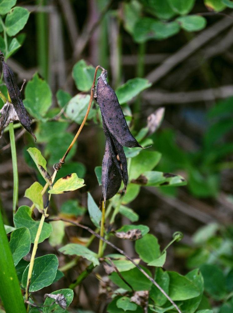 Изображение особи Lathyrus japonicus.