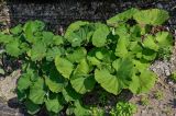 Petasites amplus