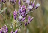 Jurinea multiflora