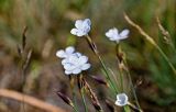 Dianthus cretaceus. Цветки и бутон. Армения, обл. Гегаркуник, берег оз. Севан, окр. монастыря Севанаванк, ≈ 1900 м н.у.м., сухой луговой склон. 23.06.2022.