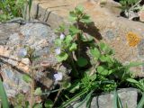 Veronica hederifolia