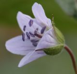 Geranium krylovii