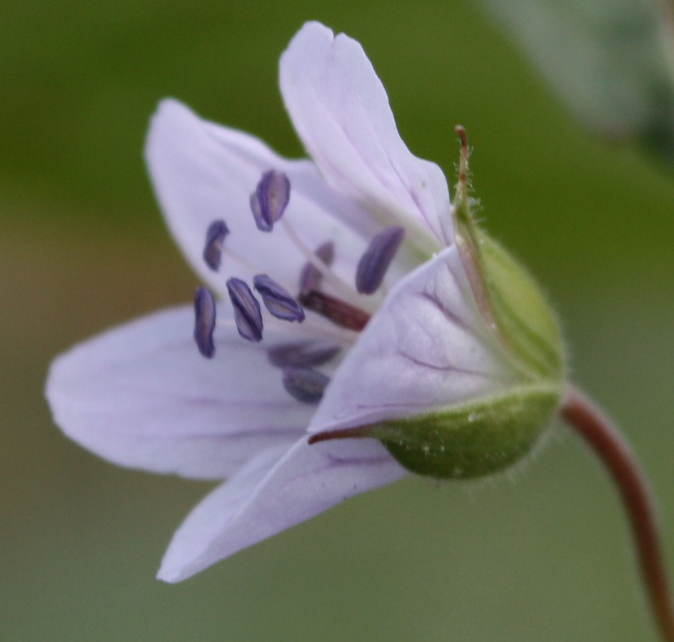 Image of Geranium krylovii specimen.