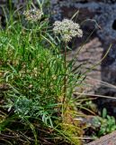 Pachypleurum alpinum. Цветущее растение. Красноярский край, Таймырский Долгано-Ненецкий р-н, плато Путорана, водопад Китабо-Орон, каменистый склон. 26.07.2023.