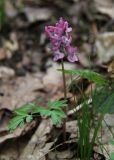 Corydalis solida