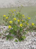 Ranunculus sardous