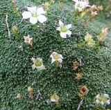 Gypsophila imbricata