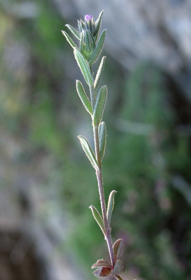 Изображение особи Buglossoides arvensis.