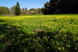 Senecio vernalis. Аспект цветущих растений на влажном лугу. Израиль, Шарон, г. Герцлия, киббуц Глиль Ям. 07.01.2012.