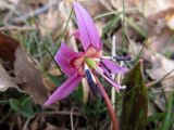 Erythronium dens-canis