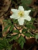 Anemone nemorosa