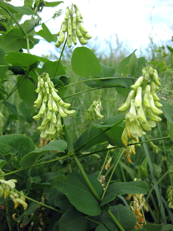 Изображение особи Vicia pisiformis.