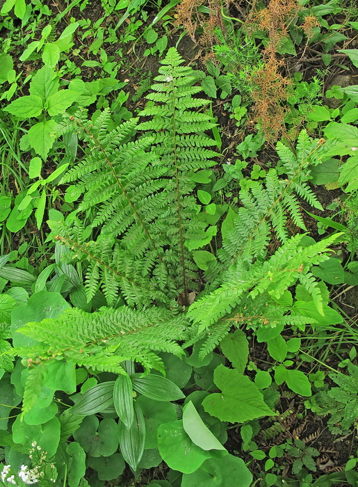 Изображение особи Polystichum braunii.