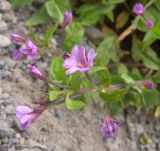 Epilobium algidum. Цветок. Кабардино-Балкария, южный склон пика Терскол, ≈ 2800 м н.у.м. 14.07.2012.