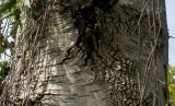 Betula pendula форма dalecarlica. Средняя часть ствола взрослого дерева. Германия, г. Krefeld, в ботаническом саду. 31.07.2012.