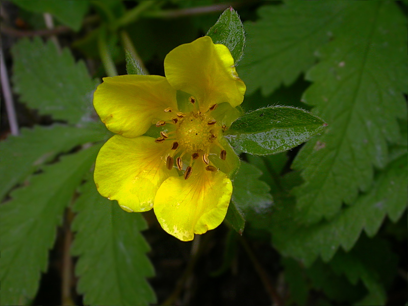 Изображение особи Potentilla reptans.