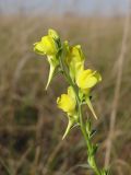 Linaria genistifolia