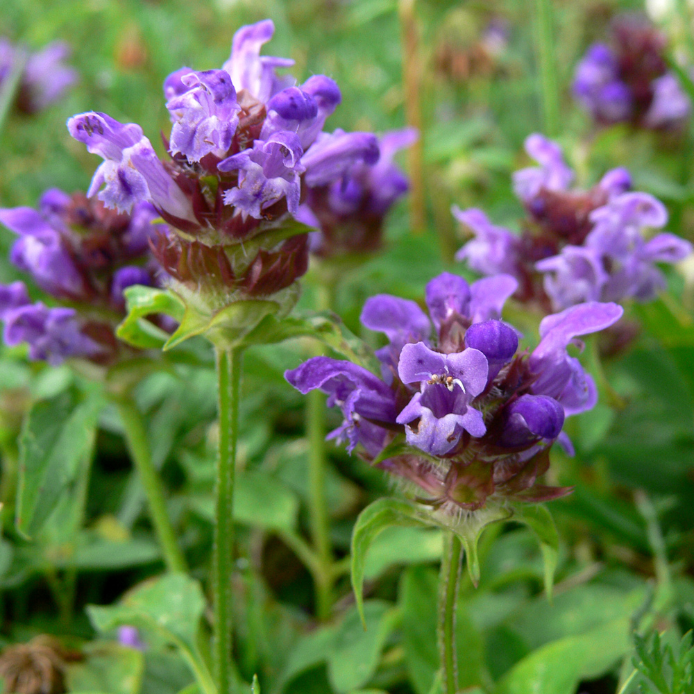 Изображение особи Prunella vulgaris.