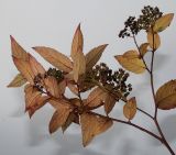 Spiraea japonica