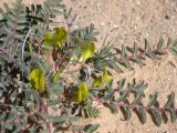 Astragalus caprinus