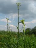 Sonchus palustris. Верхушки зацветающих растений. Ростовская обл., г. Новочеркасск, пруды. 03.07.2010.