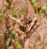 Lupinus angustifolius. Соплодие. Израиль, Шарон, г. Герцлия, парк (местный вид, используемый в озеленении). 09.04.2013.