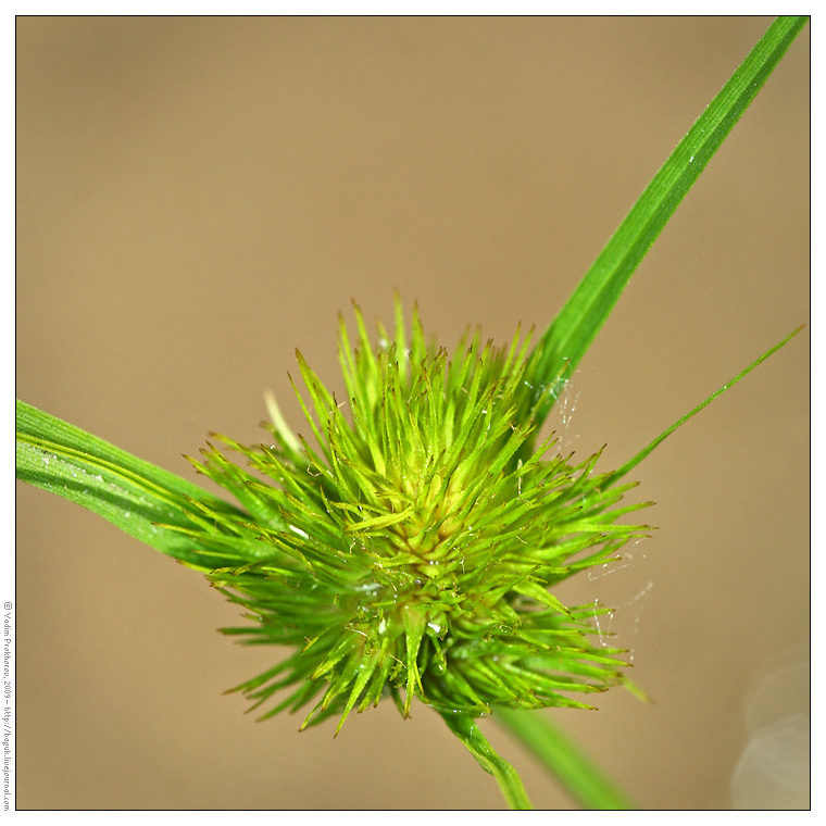 Изображение особи Carex bohemica.