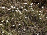 род Eriophorum