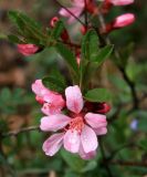 Amygdalus nana. Цветки и листья. Краснодарский край, окр. г. Новороссийск, хр. Атакай, луг на вершине. 12.04.2014.