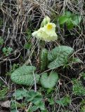 Primula cordifolia