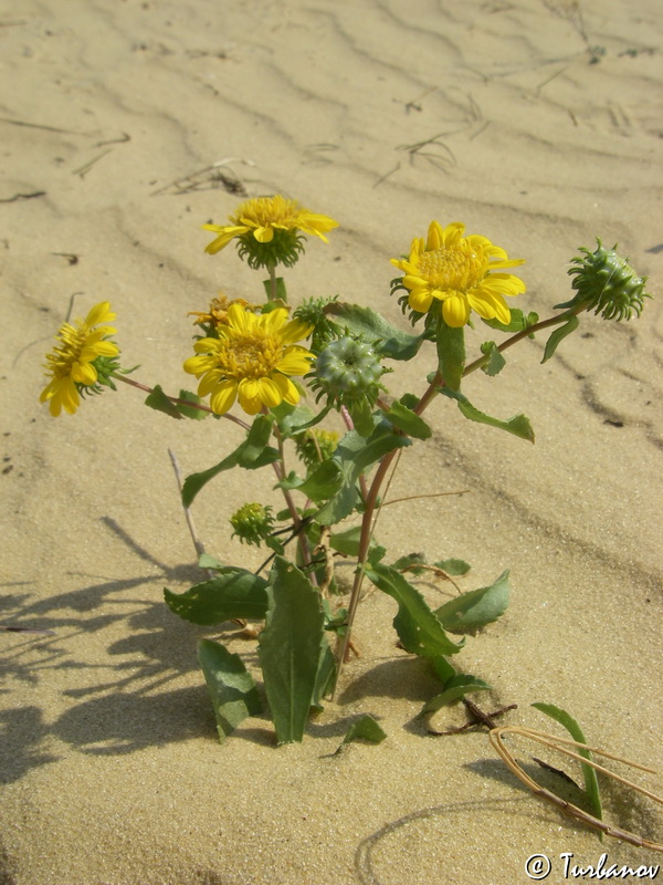 Изображение особи Grindelia squarrosa.