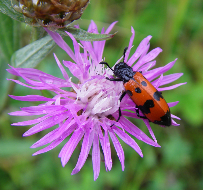 Изображение особи Centaurea jacea.