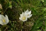 Crocus vallicola