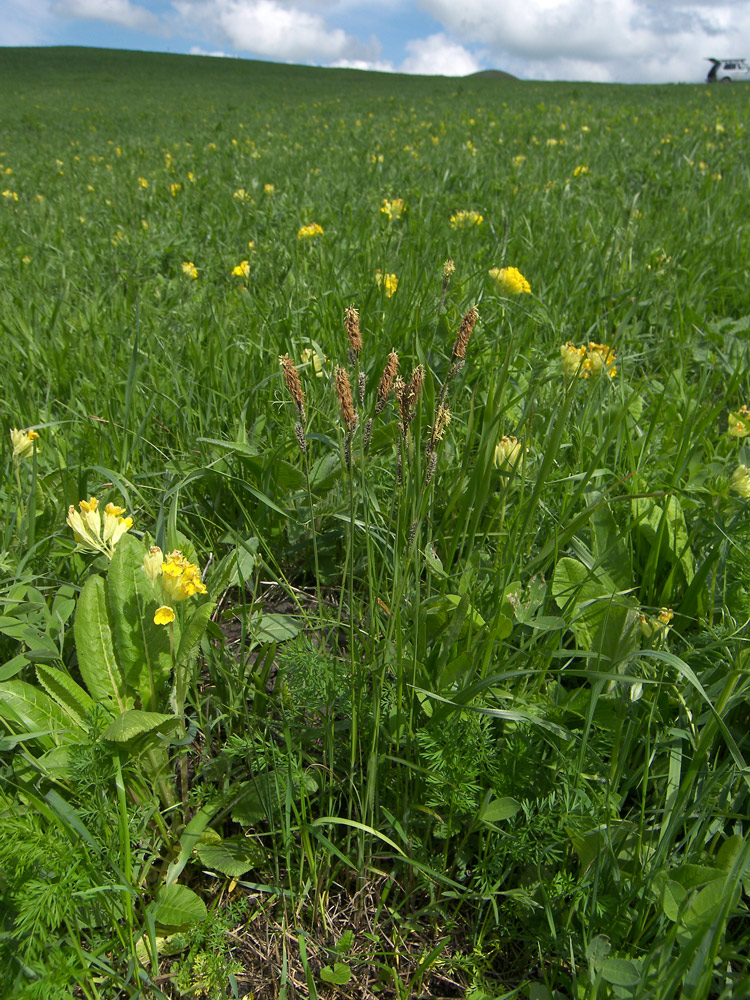 Изображение особи Carex melanostachya.