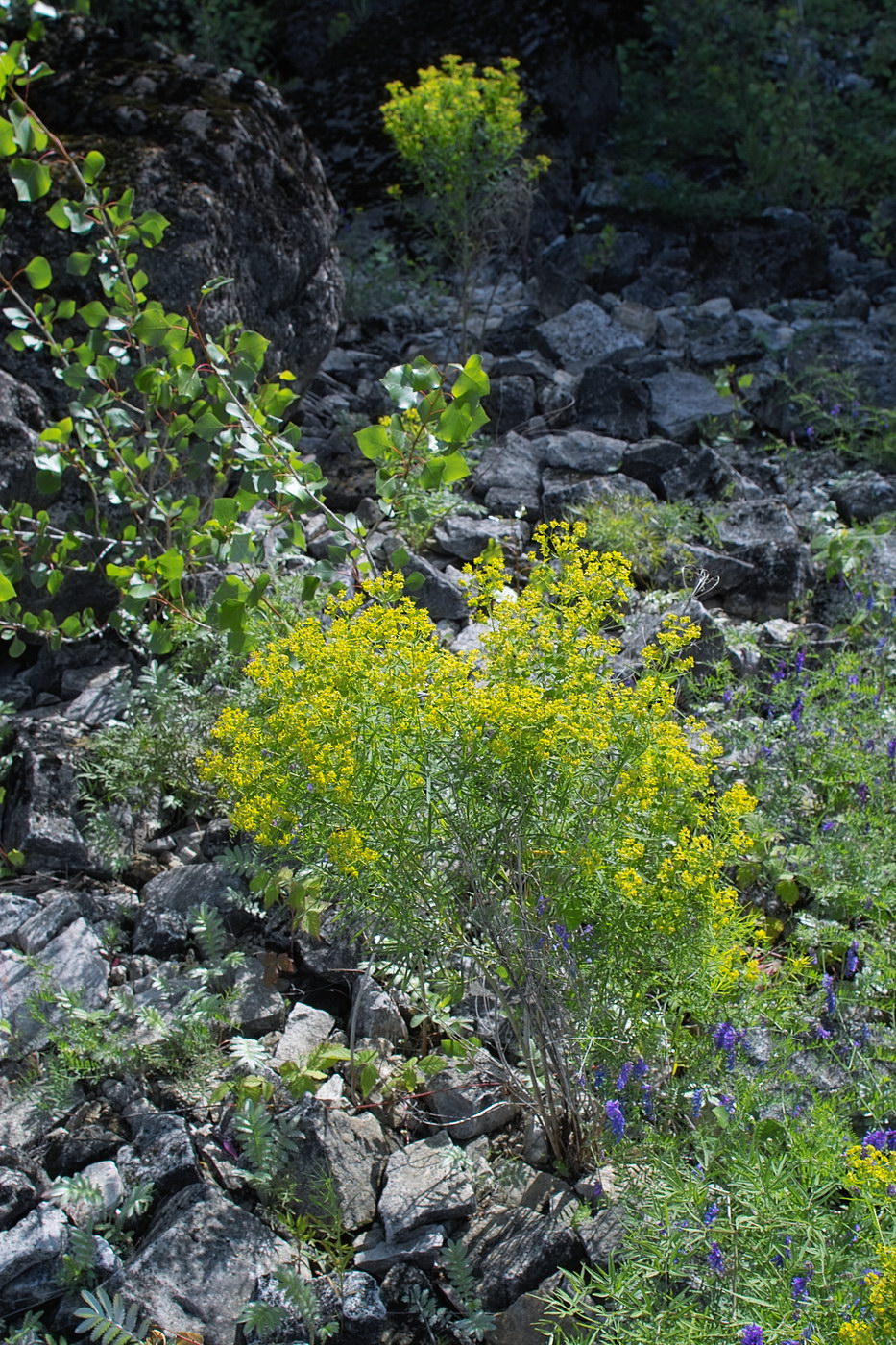 Изображение особи Euphorbia uralensis.