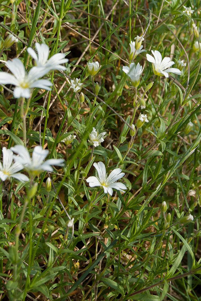 Image of Cerastium arvense specimen.