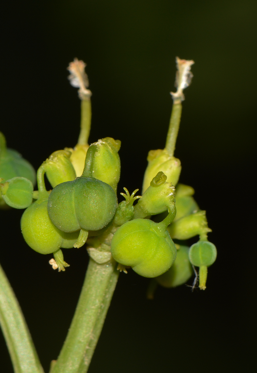 Изображение особи Euphorbia cyathophora.