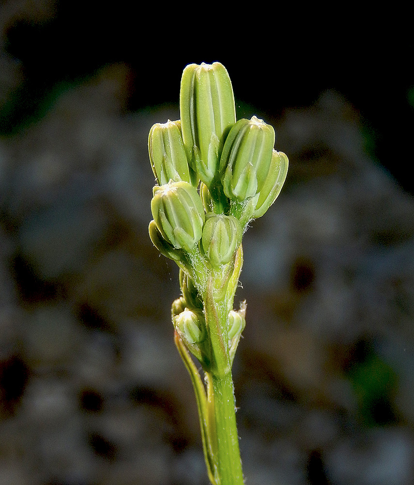 Изображение особи Crepis pulchra.