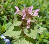 Lamium purpureum