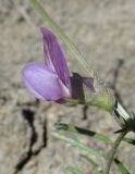 Vicia peregrina. Цветок. Крым, окр. Судака, южные отроги горы Перчем, русло временного водотока. 18 мая 2017 г.