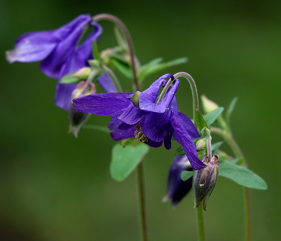 Изображение особи Aquilegia vulgaris.