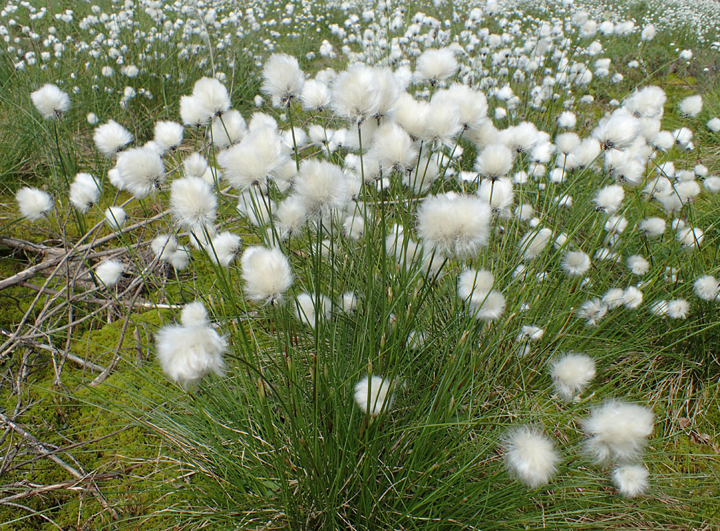 Изображение особи Eriophorum vaginatum.